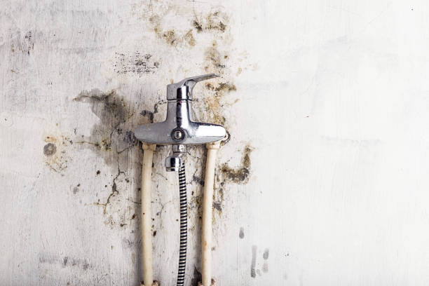 Mold Testing and Removal in Taunton, MA