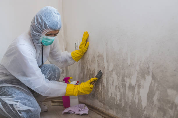 Best Best Mold Removal Companies  in Taunton, MA