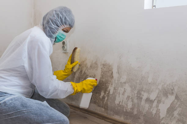 Best Professional Mold Removal  in Taunton, MA