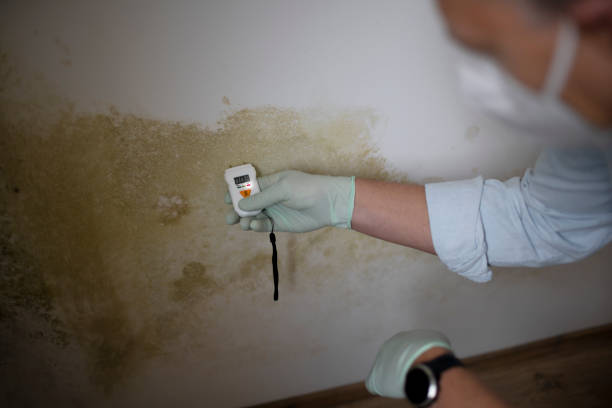 Best Same-Day Mold Removal  in Taunton, MA