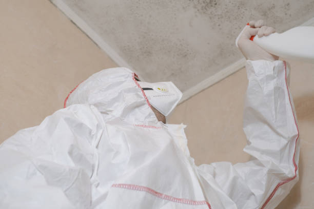 Best Mold Testing  in Taunton, MA