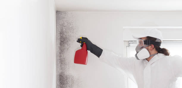 Best Certified Mold Removal  in Taunton, MA