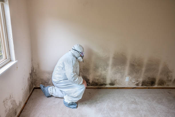 Best Mold Damage Repair  in Taunton, MA