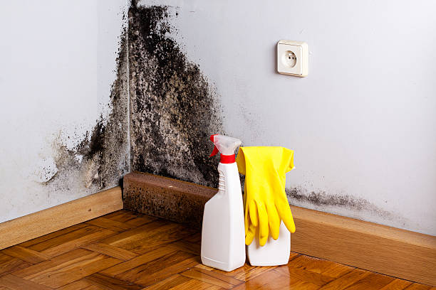 Best Mold Removal Near Me  in Taunton, MA