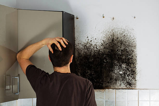 Best Home Mold Removal  in Taunton, MA
