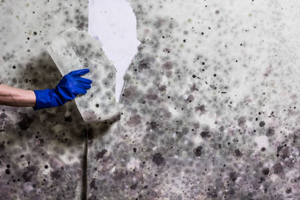 Best Best Mold Removal Companies  in Taunton, MA